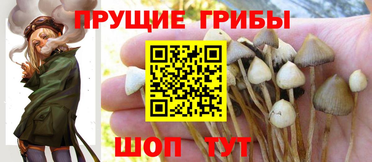 Урай  Галлюциногенные грибы Cubensis  Вход с VPN 